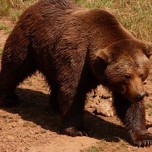 Eurasian brown bear -Parque de la Naturaleza de Cabárceno (2025)