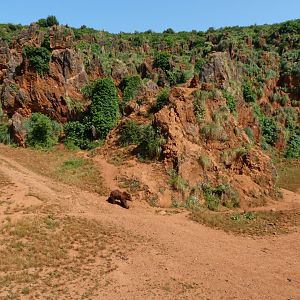 Eurasian brown bear exhibit -Parque de la Naturaleza de Cabárceno (2025)