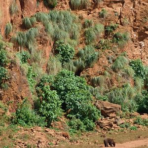 Eurasian brown bear exhibit -Parque de la Naturaleza de Cabárceno (2025)