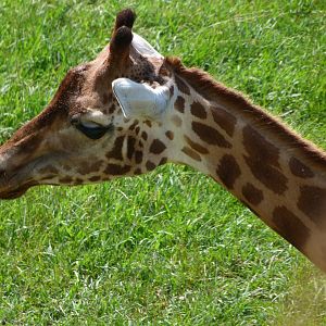 Rothschild's giraffe -Parque de la Naturaleza de Cabárceno (2025)