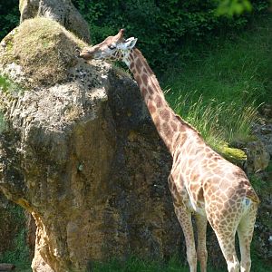 Rothschild's giraffe -Parque de la Naturaleza de Cabárceno (2025)