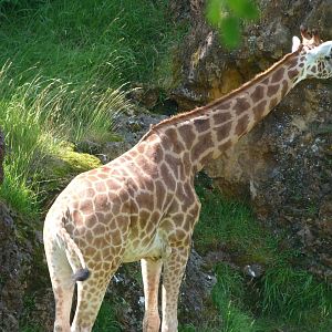 Rothschild's giraffe -Parque de la Naturaleza de Cabárceno (2025)