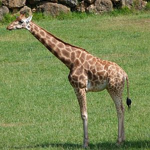 Rothschild's giraffe -Parque de la Naturaleza de Cabárceno (2025)