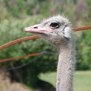 South African ostrich -Parque de la Naturaleza de Cabárceno (2025)