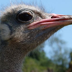 South African ostrich -Parque de la Naturaleza de Cabárceno (2025)