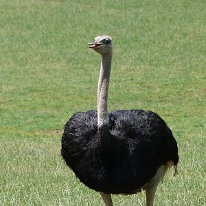 South African ostrich -Parque de la Naturaleza de Cabárceno (2025)