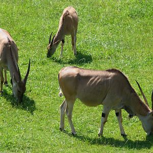 Common elands -Parque de la Naturaleza de Cabárceno (2025)