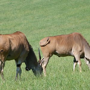 Common elands -Parque de la Naturaleza de Cabárceno (2025)