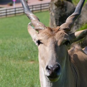 Common eland -Parque de la Naturaleza de Cabárceno (2025)