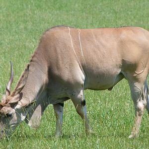 Common eland -Parque de la Naturaleza de Cabárceno (2025)