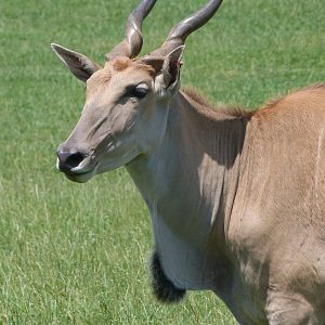 Common eland -Parque de la Naturaleza de Cabárceno (2025)