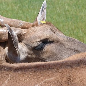 Common eland -Parque de la Naturaleza de Cabárceno (2025)