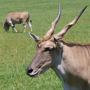 Common elands -Parque de la Naturaleza de Cabárceno (2025)