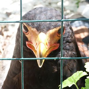 Bateleur -Parque de la Naturaleza de Cabárceno (2025)