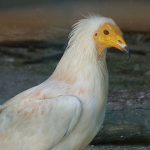 Western Egyptian vulture -Parque de la Naturaleza de Cabárceno (2025)