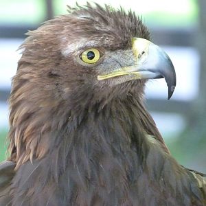 European golden eagle -Parque de la Naturaleza de Cabárceno (2025)