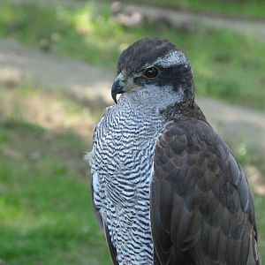 Northern goshawk -Parque de la Naturaleza de Cabárceno (2025)