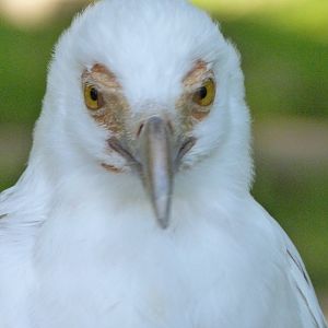 Palm-nut vulture -Parque de la Naturaleza de Cabárceno (2025)