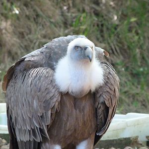 Western Eurasian griffon vulture -Parque de la Naturaleza de Cabárceno (2025)