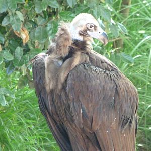 Cienerous vulture -Parque de la Naturaleza de Cabárceno (2025)