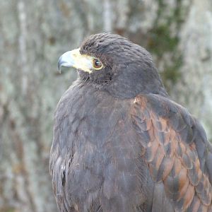 Harris’ hawk -Parque de la Naturaleza de Cabárceno (2025)