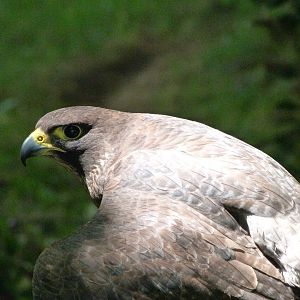 South European peregrine falcon -Parque de la Naturaleza de Cabárceno (2025)