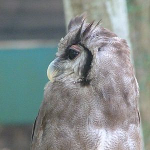 Verreaux eagle-owl -Parque de la Naturaleza de Cabárceno (2025)