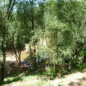 Western pygmy hippopotamus exhibit -Parque de la Naturaleza de Cabárceno (2025)