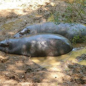 Western pygmy hippopotamuses -Parque de la Naturaleza de Cabárceno (2025)