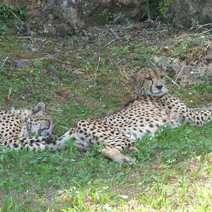 South African cheetahs -Parque de la Naturaleza de Cabárceno (2025)
