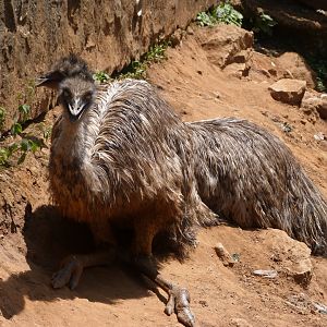 Emus -Parque de la Naturaleza de Cabárceno (2025)