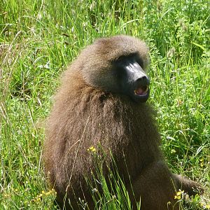 Guinea baboon -Parque de la Naturaleza de Cabárceno (2025)