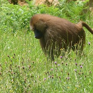 Guinea baboon -Parque de la Naturaleza de Cabárceno (2025)