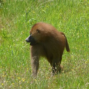 Guinea baboon -Parque de la Naturaleza de Cabárceno (2025)