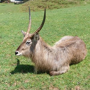 Ellipsen waterbuck -Parque de la Naturaleza de Cabárceno (2025)