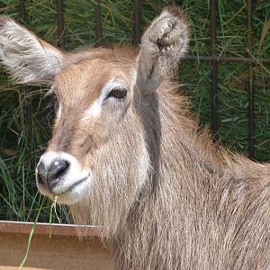 Ellipsen waterbuck -Parque de la Naturaleza de Cabárceno (2025)