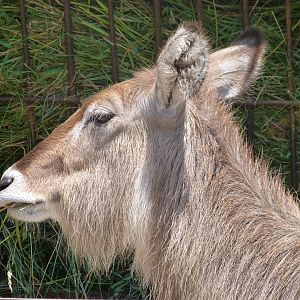 Ellipsen waterbuck -Parque de la Naturaleza de Cabárceno (2025)