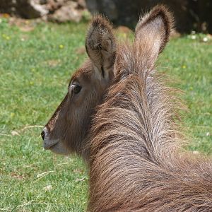 Ellipsen waterbuck -Parque de la Naturaleza de Cabárceno (2025)