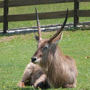 Ellipsen waterbuck -Parque de la Naturaleza de Cabárceno (2025)