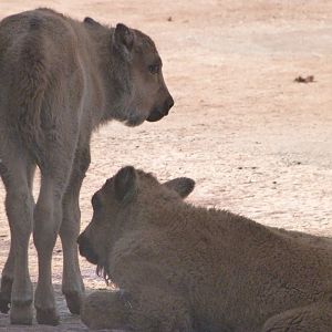 European lowland bisons -Parque de la Naturaleza de Cabárceno (2025)