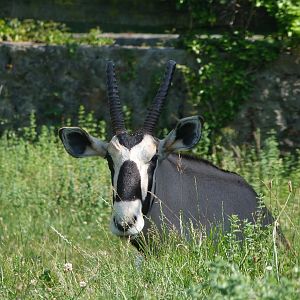 Gemsbok -Parque de la Naturaleza de Cabárceno (2025)