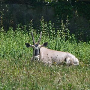 Gemsbok -Parque de la Naturaleza de Cabárceno (2025)