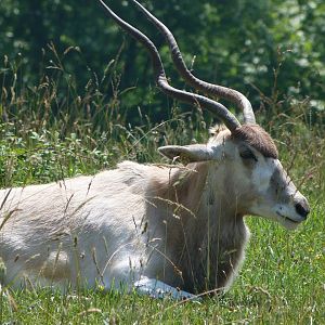 Addax -Parque de la Naturaleza de Cabárceno (2025)