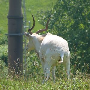 Addax -Parque de la Naturaleza de Cabárceno (2025)