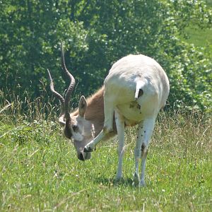 Addax -Parque de la Naturaleza de Cabárceno (2025)