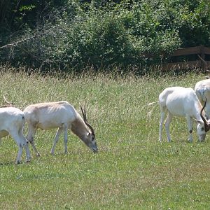 Addaxes -Parque de la Naturaleza de Cabárceno (2025)
