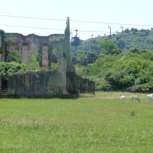 Cape buffalo and Addax exhibit -Parque de la Naturaleza de Cabárceno (2025)