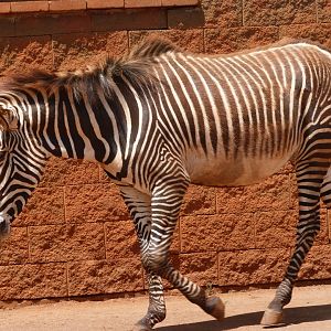 Grevy's zebra -Parque de la Naturaleza de Cabárceno (2025)