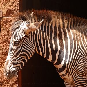 Grevy's zebra -Parque de la Naturaleza de Cabárceno (2025)