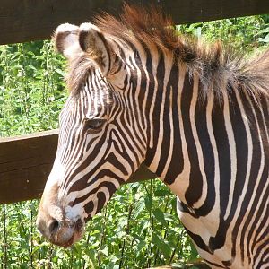 Grevy's zebra -Parque de la Naturaleza de Cabárceno (2025)